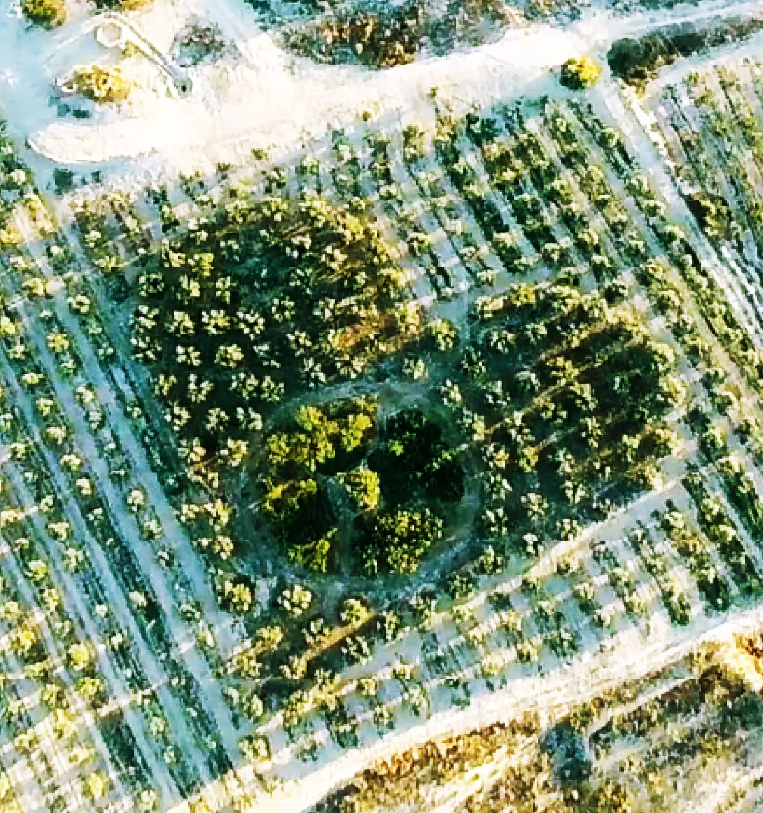 「オヴェルデ王国」の画像