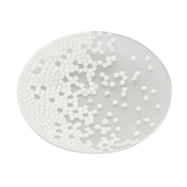 エルコーレモレッティ ミレフィオーリ プレート 19cm 春風 ホワイト VDP19 WHITE