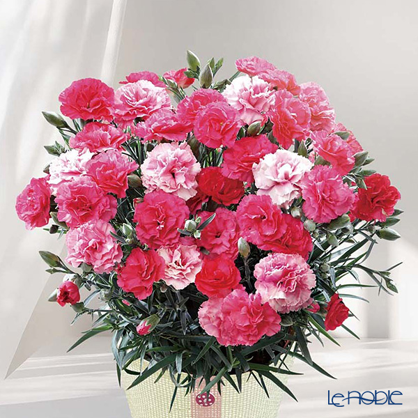 【母の日 花と暮らしギフト】 【5／6～5／10のお届け】5号鉢カーネーション（さくらもなか） MR37-3／81012