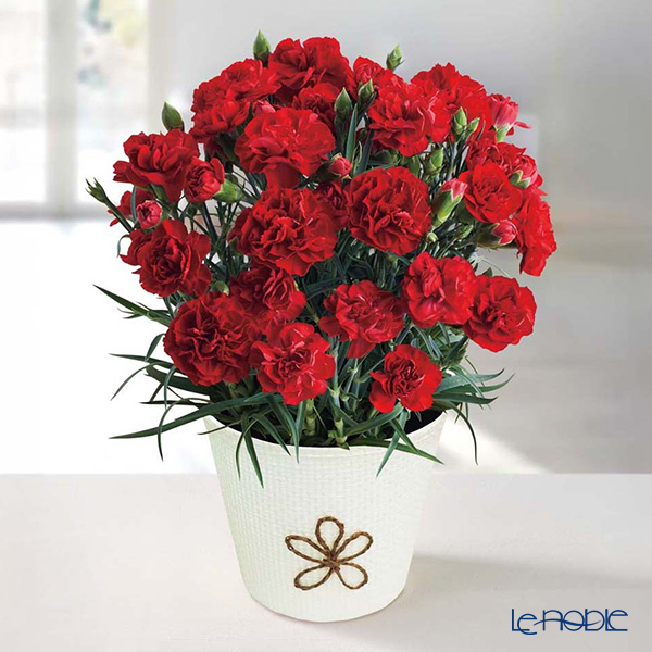 【母の日 花と暮らしギフト】 【5／6～5／10のお届け】4号鉢カーネーション（感謝の気持ち） MC37-1／81002