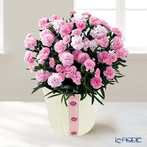 【母の日 花と暮らしギフト】 【5／6～5／10のお届け】5号鉢カーネーション（バンビーノ） MC37-7／81014